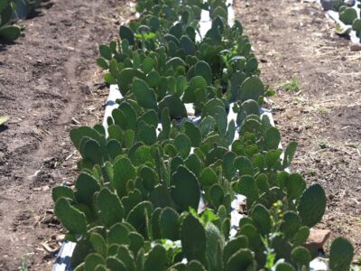 Conoce “Nopalitos El Varal” y su cultivo alternativo en Amealco