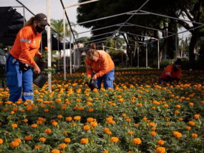 Alistan flores de cempasúchil para Día de Muertos en la capital queretana