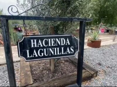 Inició la vendimia en la Hacienda Lagunillas