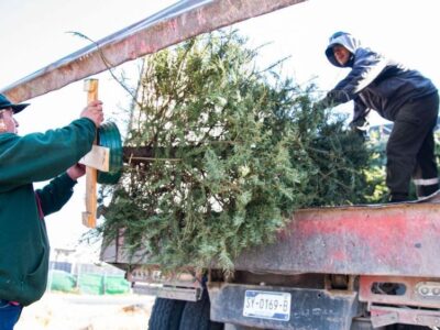 El Marqués lanza programa de recolección de árboles navideños