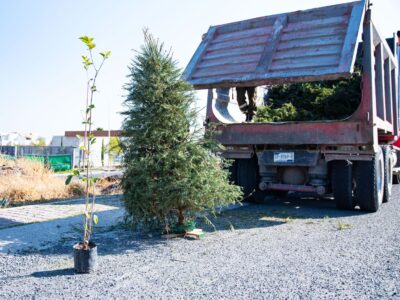 Recolección de árboles navideños seguirá hasta febrero