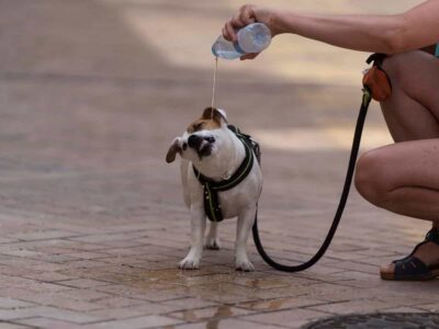 Emite Municipio de Querétaro recomendaciones para evitar golpes de calor en mascotas